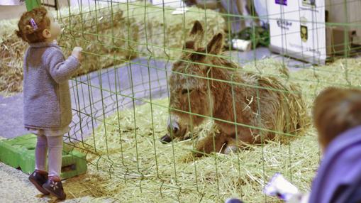 Una niña pequeña frente a un burro en Surmascotas 2017