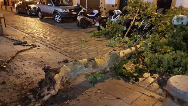 La rama cayó en mitad de la calzada en la plaza de San Lorenzo