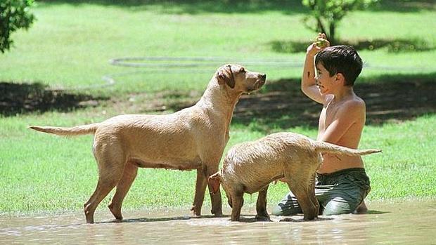 Un niño juega con dos perros en el parque