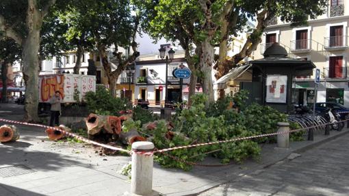 Se ha procedio a la eliminación de varios árboles en mal estado