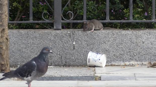 En Sevilla no hay «ni más ni menos ratas» que el año pasado