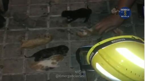 Los cinco cachorros encontrados con vida dentro de un contenedor en Sevilla