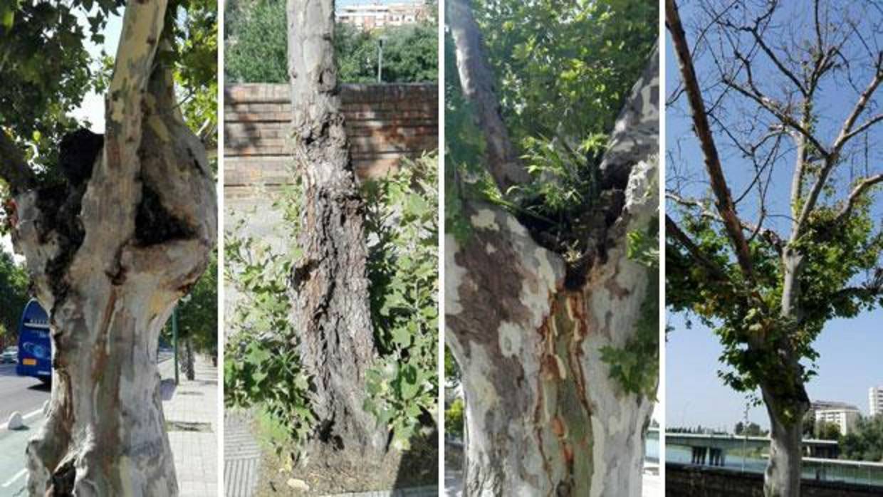 Algunos de los trece plátanos de sombra que serán talados en el Paseo de las Delicias por su pudrición