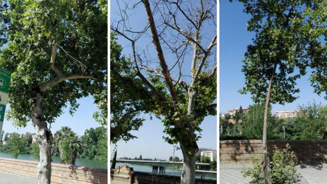 Tres de los plátanos de sombra que se van a talar en el Paseo de las Delicias por su mal estado de conservación