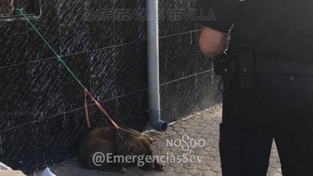 La perra pitbull recuperada en el barrio de Torreblanca tenía el chip puesto por su propietaria