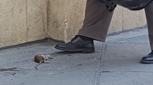 Momento de la captura de la rata