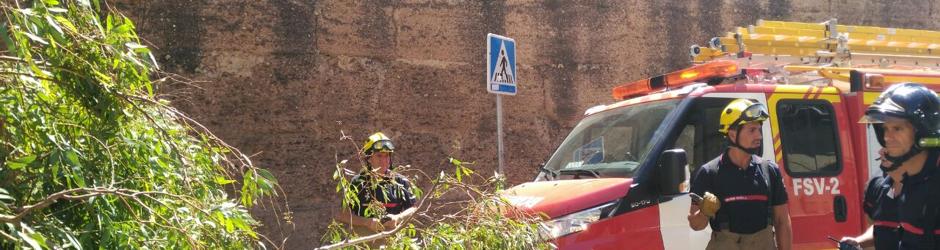 Detalle de la rama caída sobre la Muralla de la Macarena una vez retirada