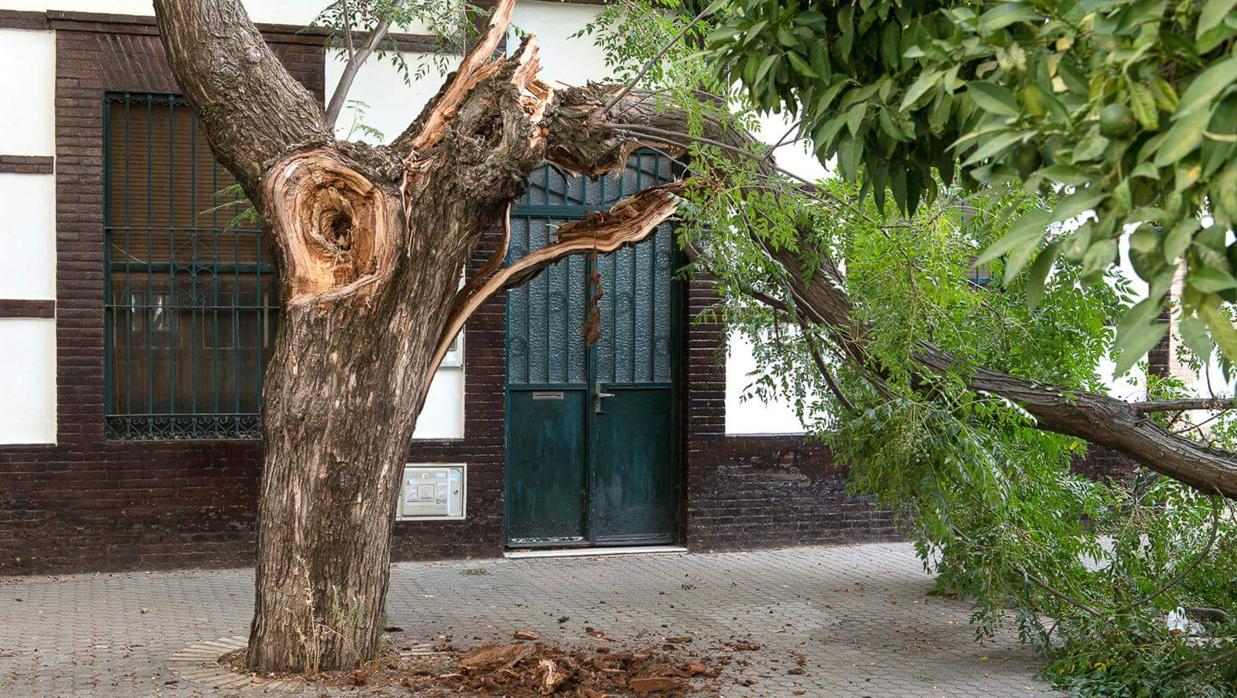 Árbol destrozado en la calle Madre Isabel Moreno