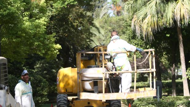 El Ayuntamiento de Sevilla interviene de urgencia en un árbol del parque de María Luisa