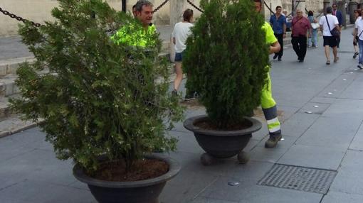 Maceteros que han colocado en la Catedral