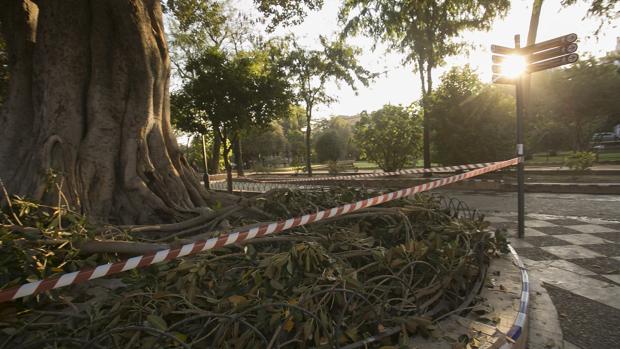 Espadas destituye a la jefa de Parques y Jardines tras la polémica de la caídas de ramas en Sevilla