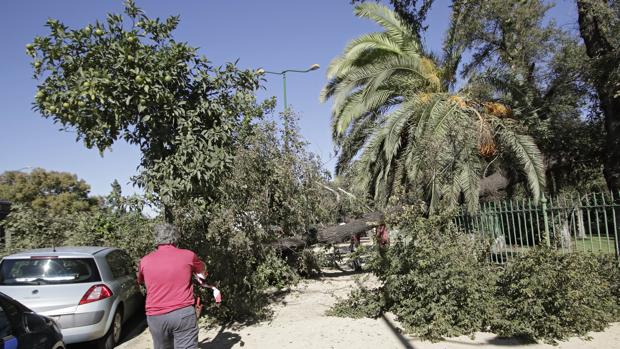 Se reaviva la polémica con la caída de un nuevo árbol en el parque de María Luisa