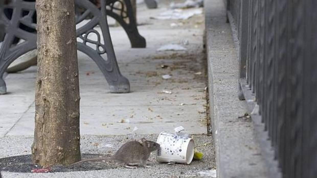 Una rata en una de las calles de Sevilla