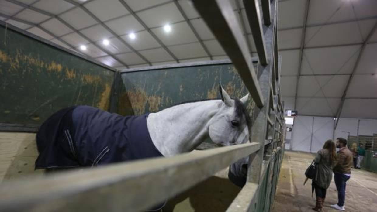 Un caballo de pura raza, en la pasada edición de Sicab