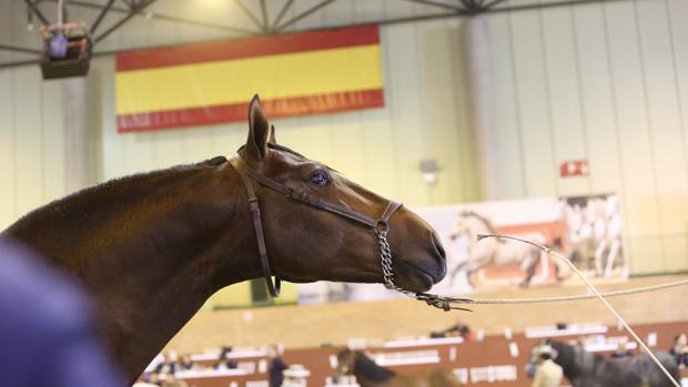 El caballo español deslumbra a Japón