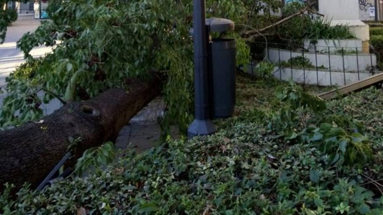 Un vecino alertaba al Ayuntamiento de la caída del árbol