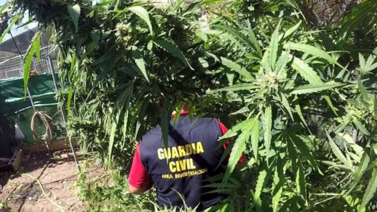 Un guardia civil en una plantación de marihuana