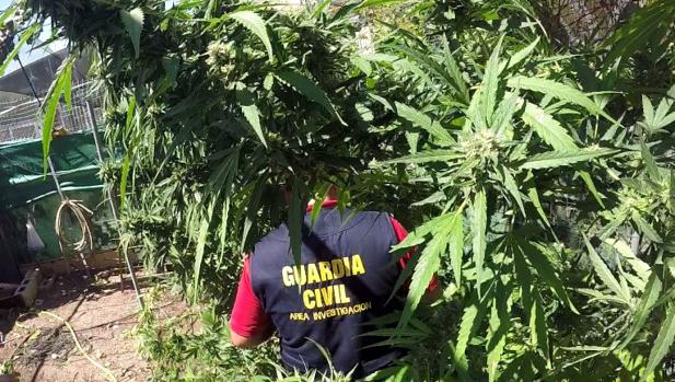 Marihuana sevillana para financiar el crimen organizado