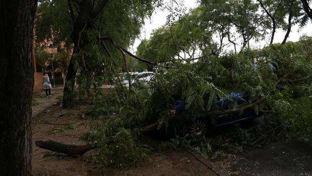 Cerca de 200 incidencias por fuertes lluvias y viento en Sevilla por la borrasca Ana