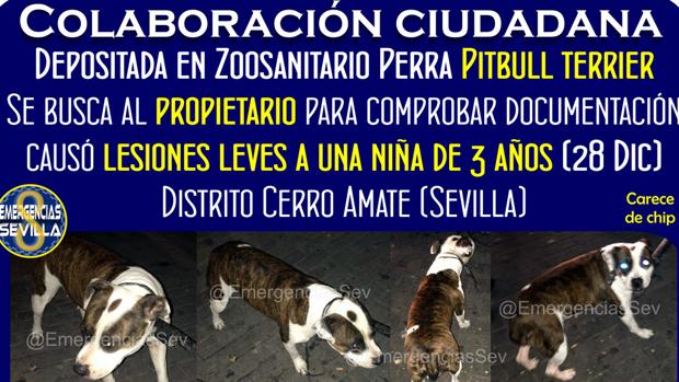 El dueño de la pitbull terrier que atacó a la niña de Sevilla sigue sin aparecer una semana después