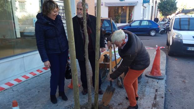 El Ayuntamiento extiende a Nervión su plan para replantar árboles por Sevilla