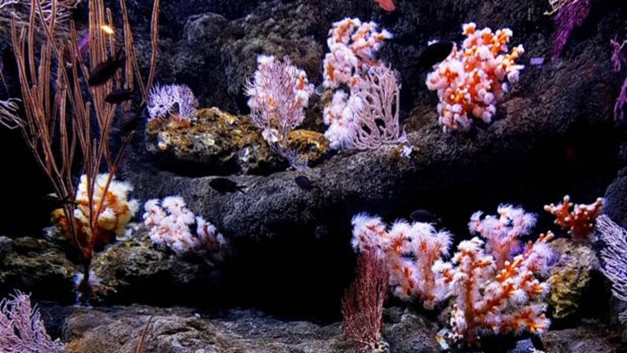 Imagen del nuevo tanque de corales y gorgonias del acuario sevillano