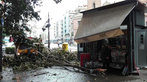 El paso de la borrasca Emma por la ciudad de Sevilla, en imágenes
