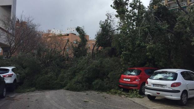 Los estragos del temporal en Sevilla