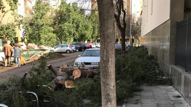 Vecinos del Porvenir denuncian el bloqueo del acerado por los árboles talados el pasado lunes