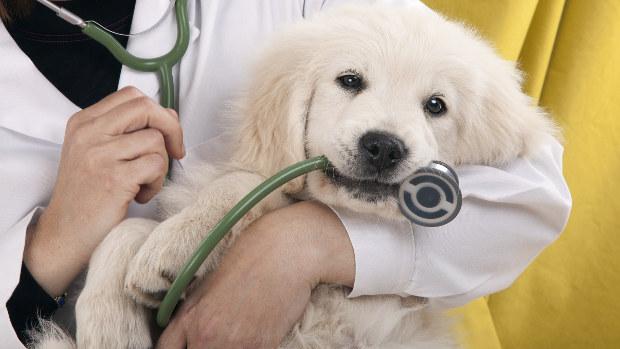 Este hospital veterinario de Sevilla ofrece una «seguridad social» para tu mascota