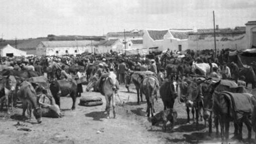 La Feria de ganado de Paradas en la antigüedad