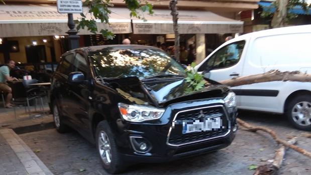 Cae la rama de un árbol en la plaza de la Magdalena y destroza el capó de un coche