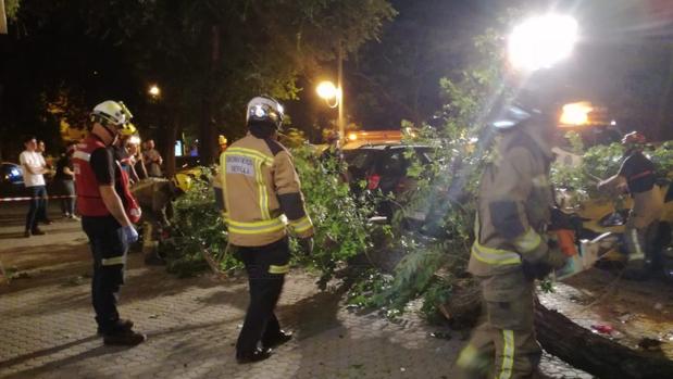 Trasladado al hospital tras caerle un árbol en la calle Marqués de Nervión de Sevilla