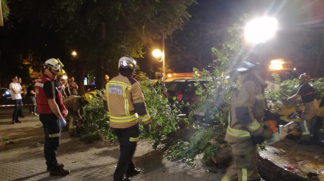 Trasladado al hospital tras caerle un árbol en la calle Marqués de Nervión de Sevilla