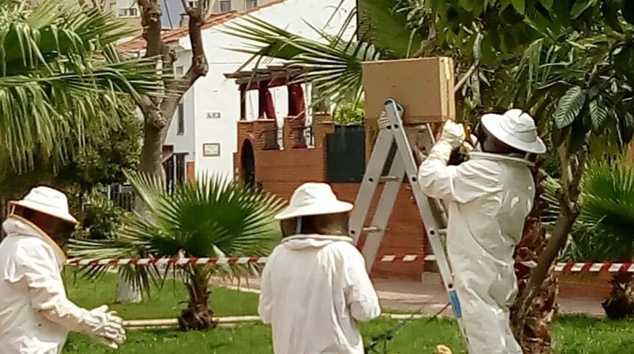 Técnicos quitando un panales de abejas de un árbol