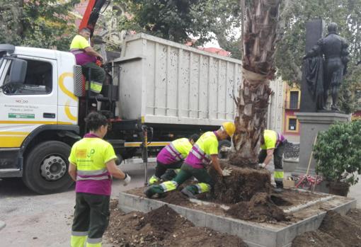 Operarios del Ayuntamiento en el momento de la plantación de palmeras