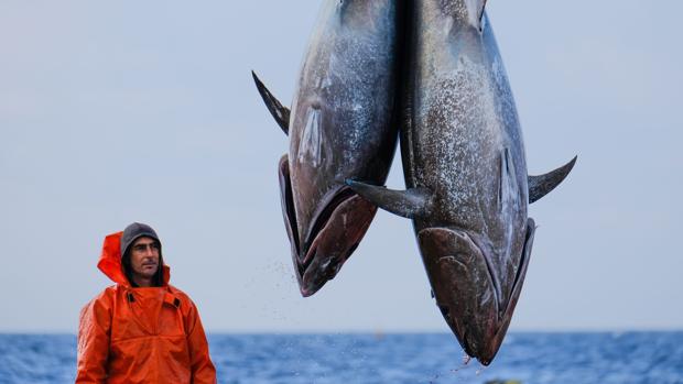 Macrooperación policial contra la pesca y venta ilegal de atún rojo