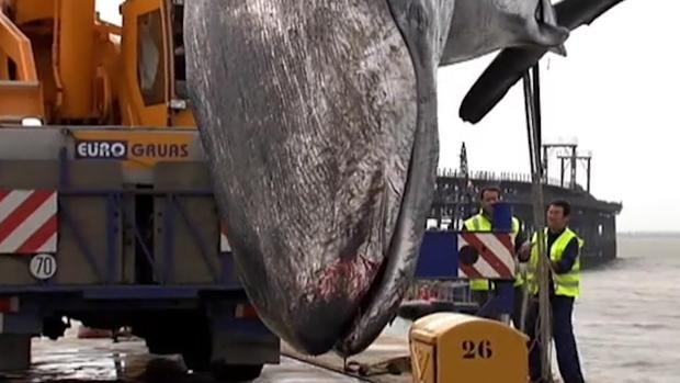 Los otros «monstruos marinos» que llegaron a las playas andaluzas