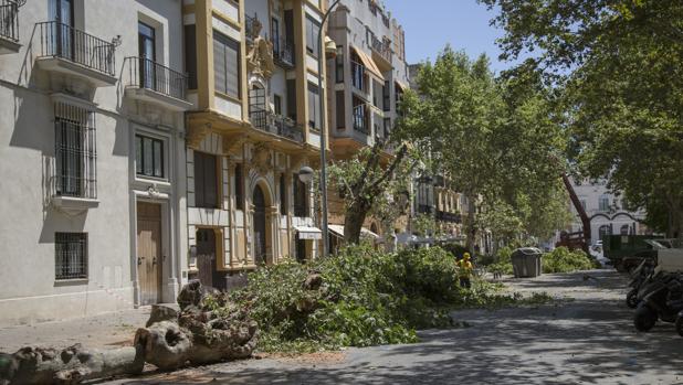 El alcalde niega que exista una «tala indiscriminada» de árboles en la ciudad de Sevillla