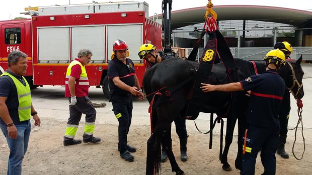 ¿Cómo rescataría vacas, caballos y perros?