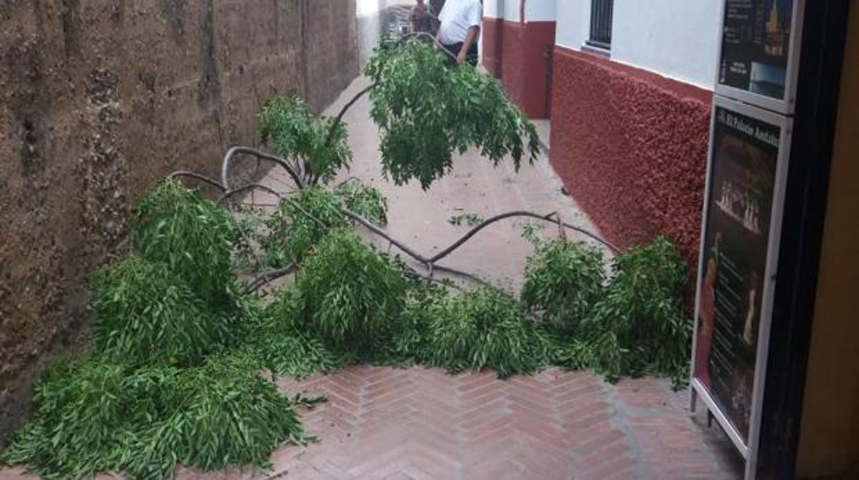 Una rama del Alcázar desprendida en el Callejón del Agua