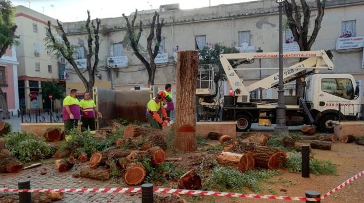 Operarios de la delegación de Parques y Jardines talan árboles en la plaza del Pumarejo de Sevilla