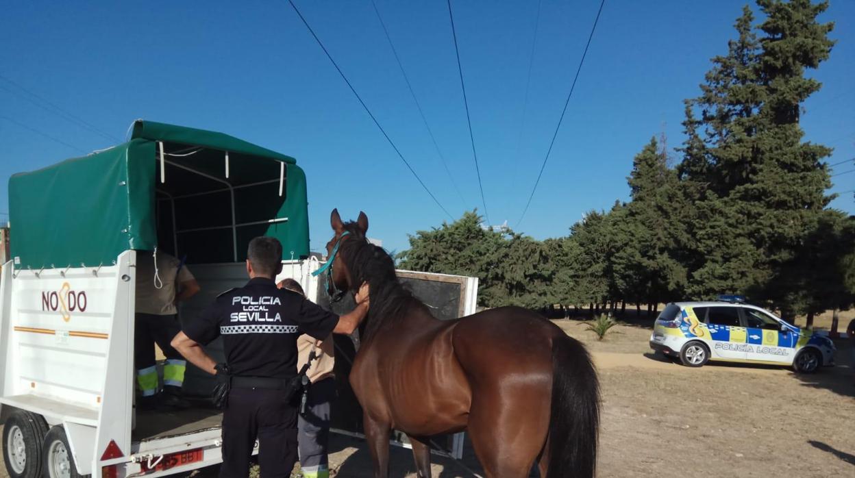 El caballo junto a un agente de la Policía Local y a los trabajadores del zoosanitario