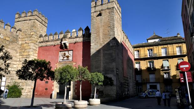 El Alcázar carece de medios para podas en altura