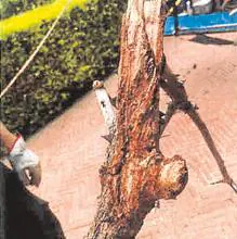 Detalle de una de las ramas podridas retiradas del árbol que provocó el accidente