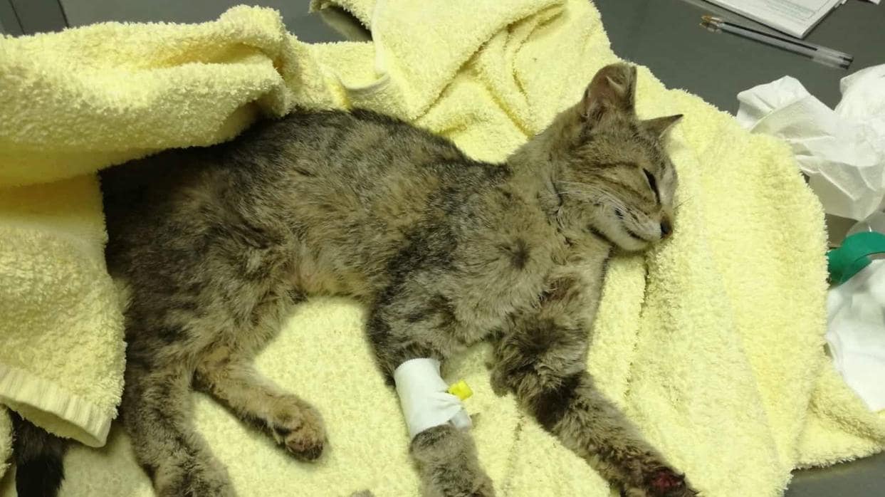 El gatita enferma que falleció hace unas semanas en Sevilla