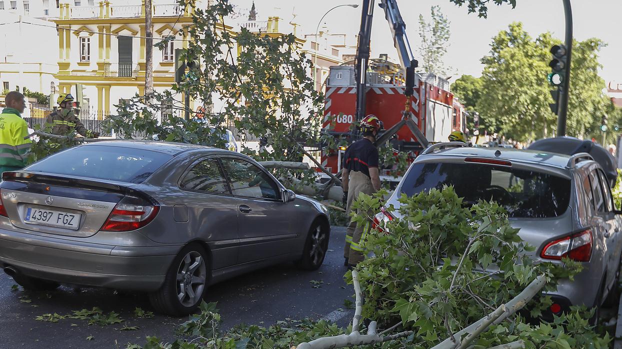 Caída de un árbol en Sevilla durante 2018