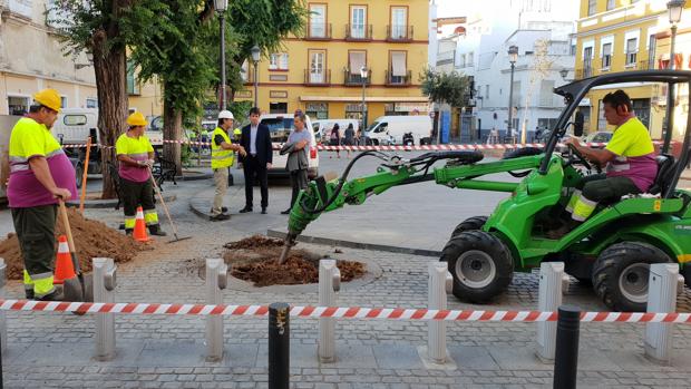 Inician la plantación de los nuevos árboles de la Plaza del Pumarejo, tras archivarse la denuncia por las talas «descontroladas»