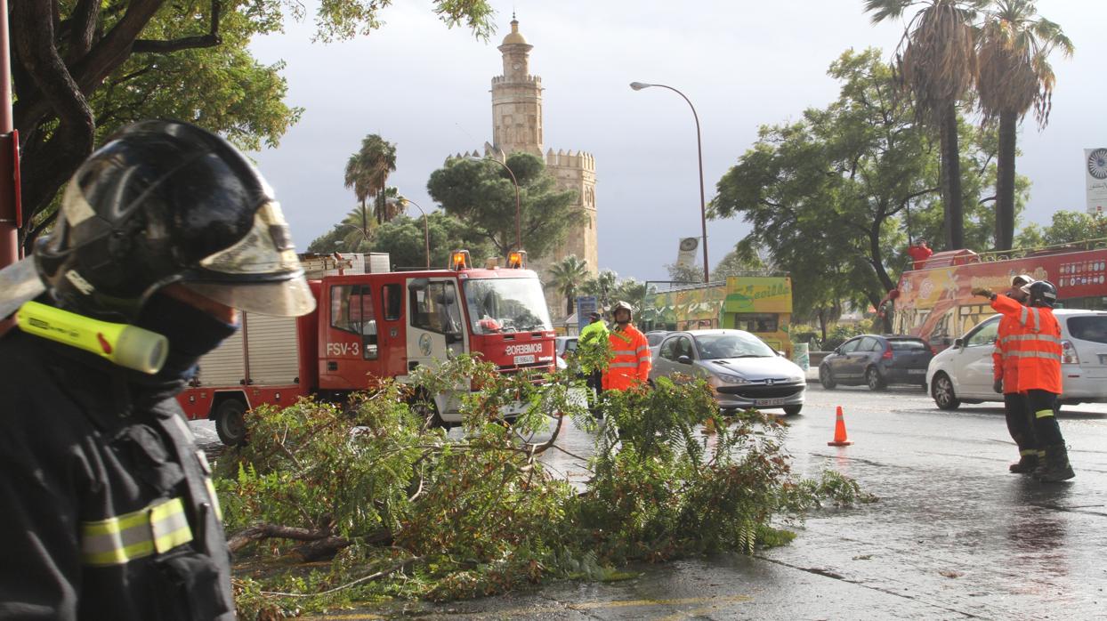 Los servicios municipales actúan en Sevilla por las incidencias del viento, lluvia y frío