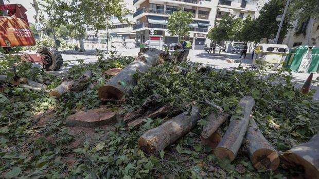 El Ayuntamiento de Sevilla diseña una nueva ordenanza para el arbolado